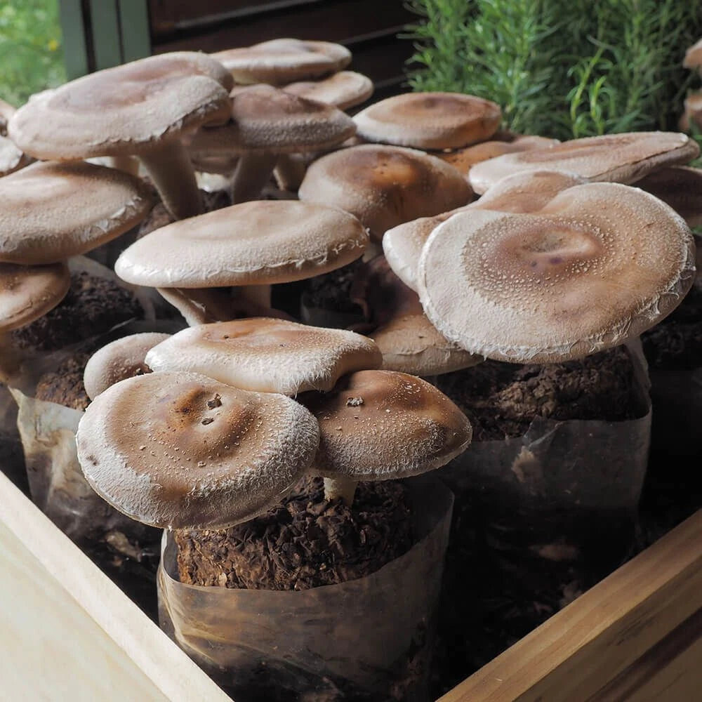 Shiitake Mushroom Liquid Culture Syringe 12cc WW Strain (Lentinula edodes) for Home Cultivation, 55-85°F Temperature Range