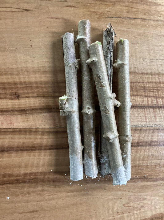 Yuca Cassava Stem Cuttings - 5 Fresh Healthy Cuttings with Rooting Hormone for Fast Growth - Manihot esculenta