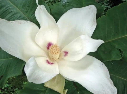 Big Leaf White Magnolia Sapling LIVE Plant Bare Root 12+ Inches (Magnolia grandiflora)