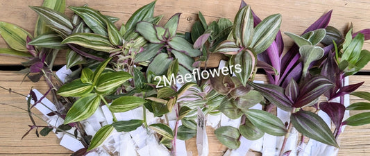 10 Tradescantia Commelinaceae Mystery Cuttings - Assorted Varieties - Unrooted Plant Cuttings for Propagation