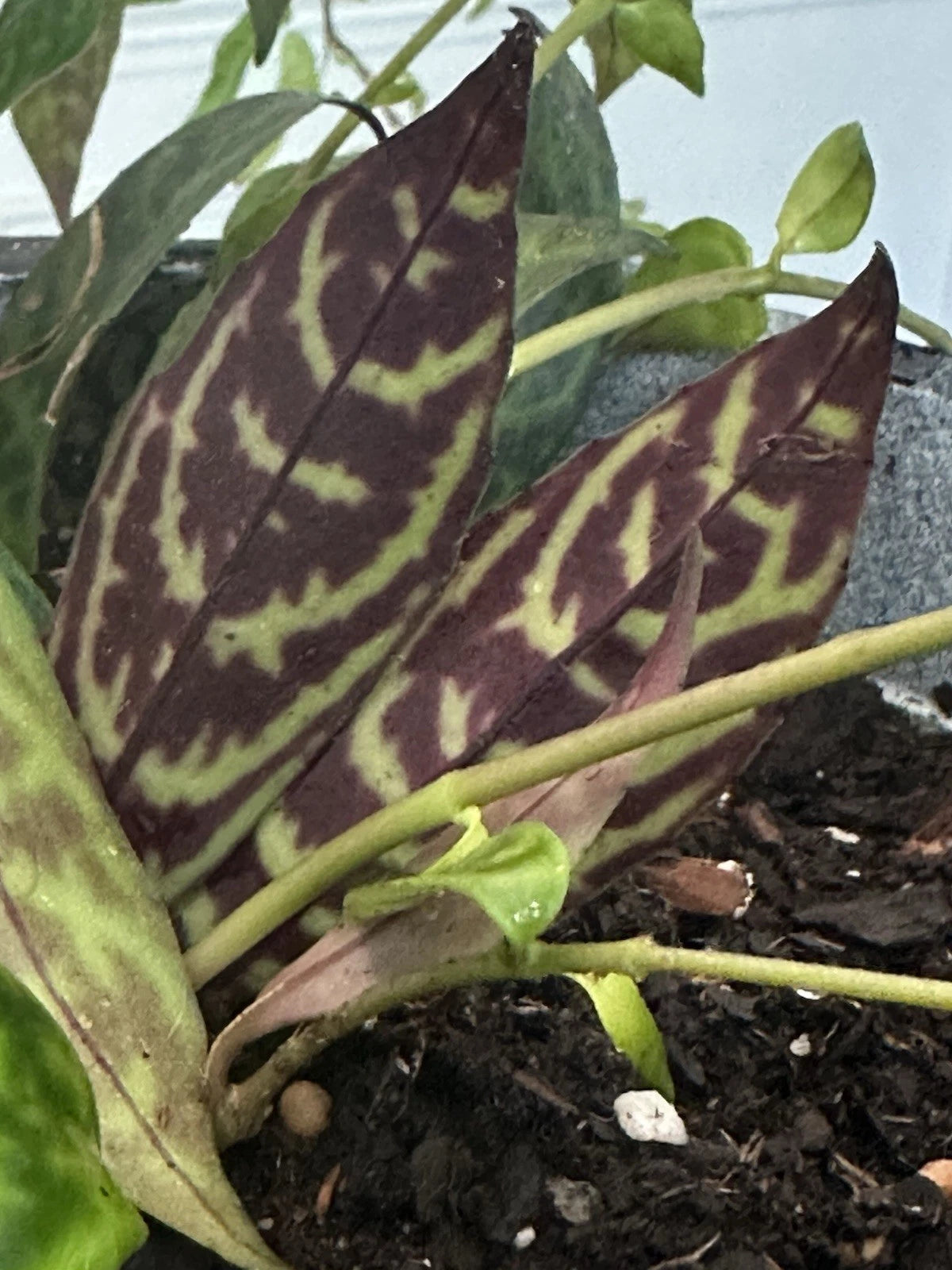 Lipstick Plant Cuttings, 2 Rooted Black Pagoda, Aeschynanthus Longicaulis, Indoor Houseplant for Bright Indirect Sunlight