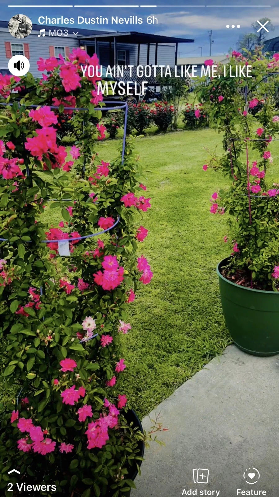 Peggy Martin Rose Cuttings - 10 Inch Pink Climbing Rose - Rosa 'Peggy Martin' - Fast Growing & Easy to Root