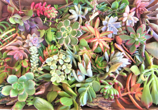 30 Succulent Cuttings 2-4" Healthy Assorted Varieties for Terrariums & Crafts - Crassula, Kalanchoe, Sedum, Aeonium, Graptosedum