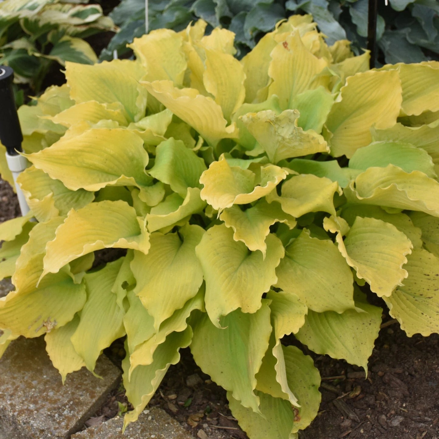 Hosta Plant 5.25" Pot 'Echo the Sun' Bright Yellow Perennial Shade Hosta 'Echo the Sun' PPAF CPBRAF Proven Winners