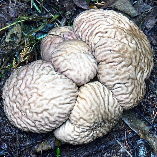 Brain Puffball Liquid Culture Syringe 12cc - Calvatia craniiformis, Unique Edible Mushroom Cultivation Supply