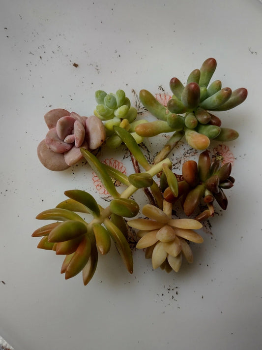 Assorted Succulent Cuttings Set of 6 - Rooted & Non-Rooted Varieties - Perfect for Terrariums - Ideal for Plant Lovers
