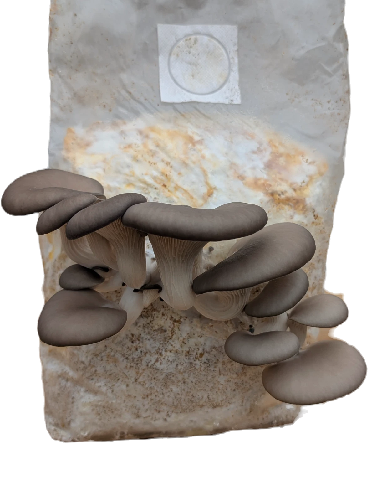 Blue Oyster Mushroom Fruiting Block | 5 lbs | Unique Blue Color | Pleurotus ostreatus