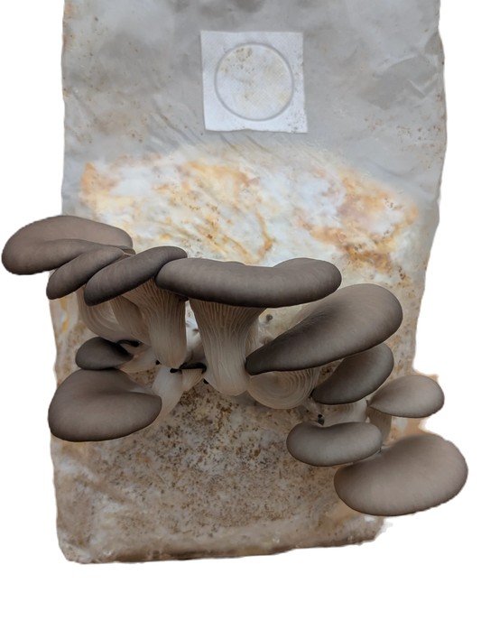Blue Oyster Mushroom Fruiting Block | 5 lbs | Unique Blue Color | Pleurotus ostreatus