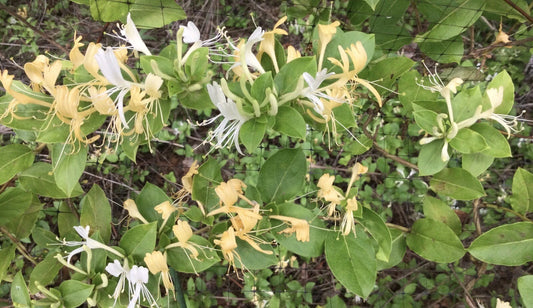 10 LIVE HALL'S HONEYSUCKLE VINES - WHITE YELLOW FLOWERS - Lonicera japonica - Rooted Starter Plants for Garden and Trellis
