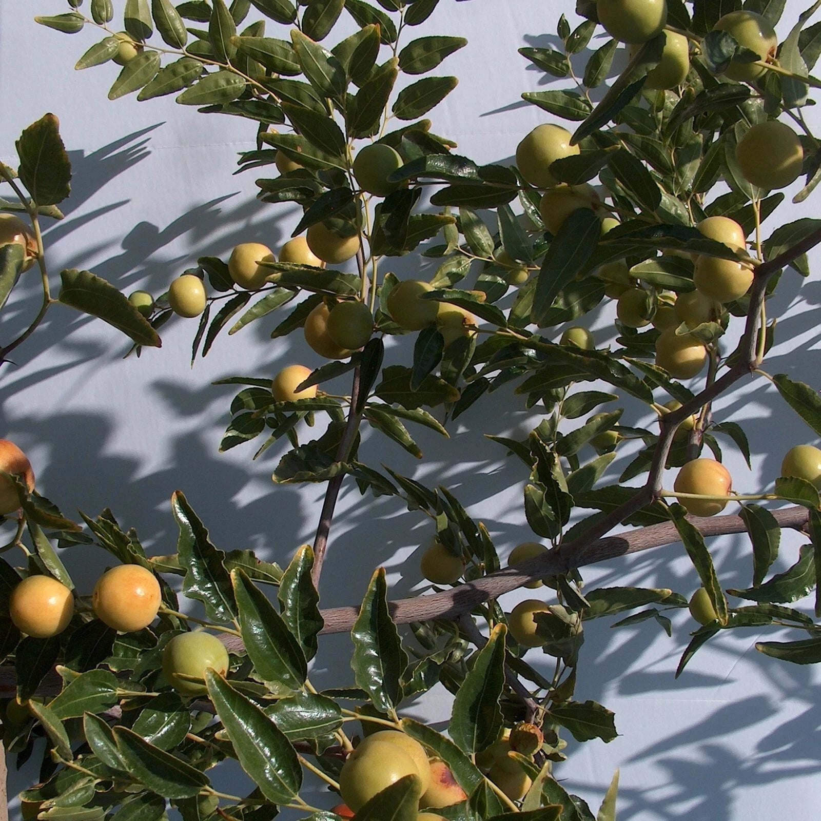 Honey Jar Jujube Tree Cuttings 8" Thin Graft Scion Wood - Ziziphus jujuba - Lot of 2 for Grafting, No Roots