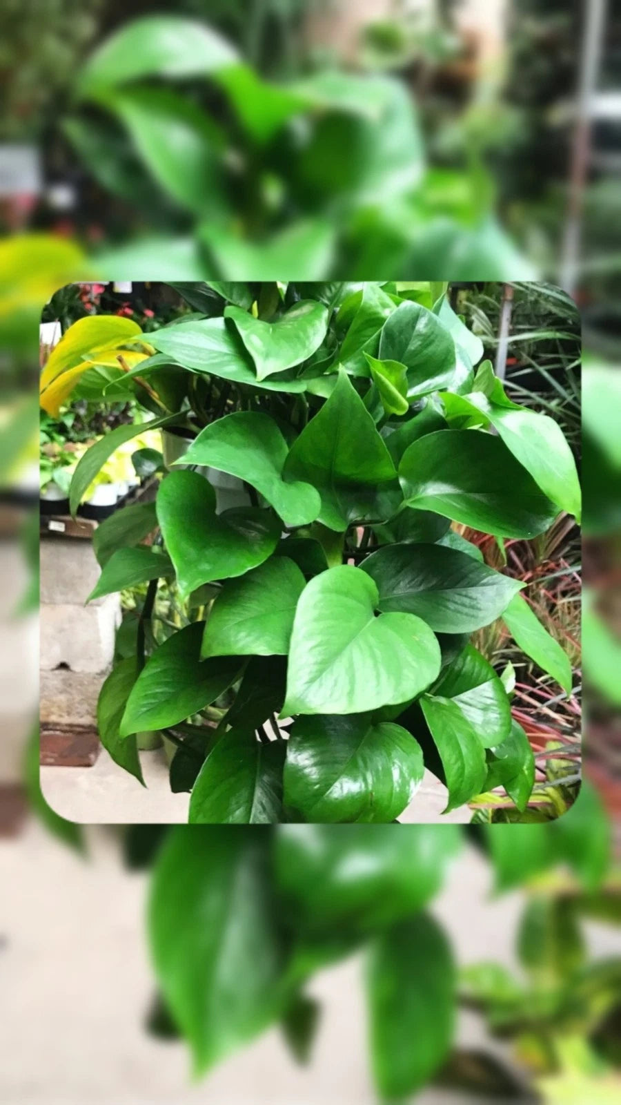 LIVE Marble Queen Pothos Houseplant 10" Rooted Plant - Epipremnum aureum