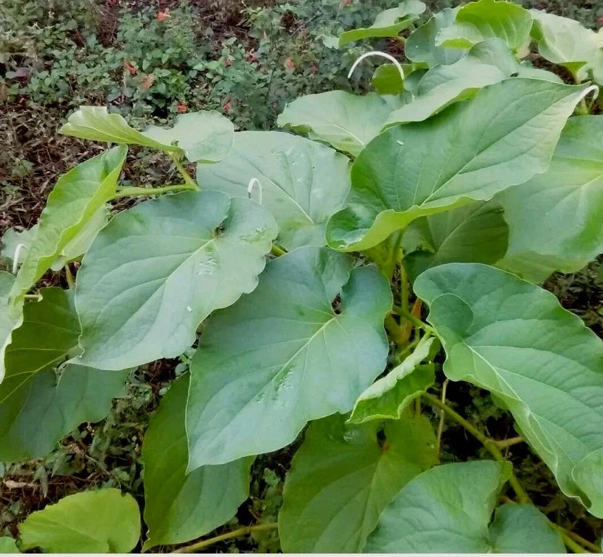 Hierba Santa Leaves - 10 Organic Fresh Leaves - Root Beer Flavor - Hoja Con Tayo - Sacred Herb for Culinary Use