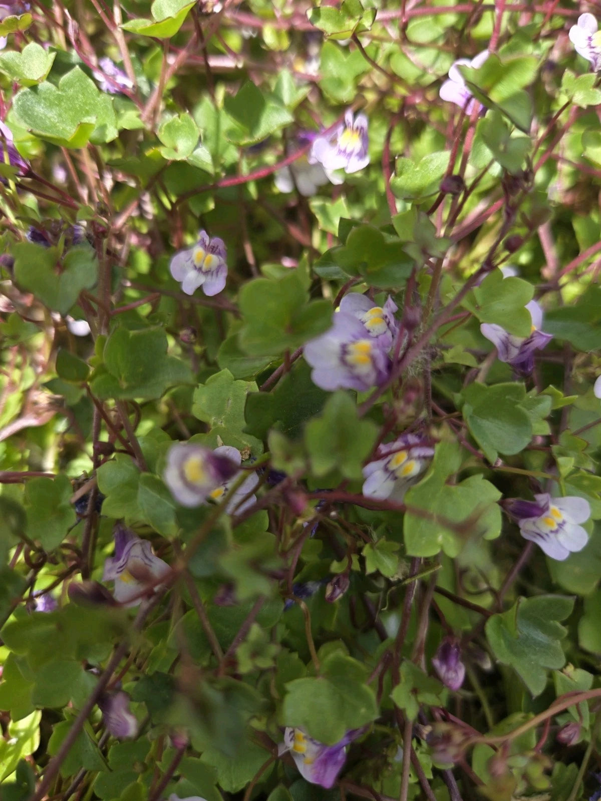 Live Kenilworth Ivy Root Cuttings - Gallon Size Groundcover Perennial - Cymbalaria Muralis - Fast Spreading, Ideal for Baskets & Gardens
