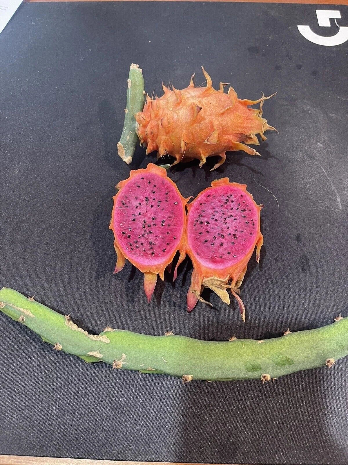 Orange Dragon Fruit Cuttings 16-24" - Hawaii Orange Variety (Hylocereus undatus)