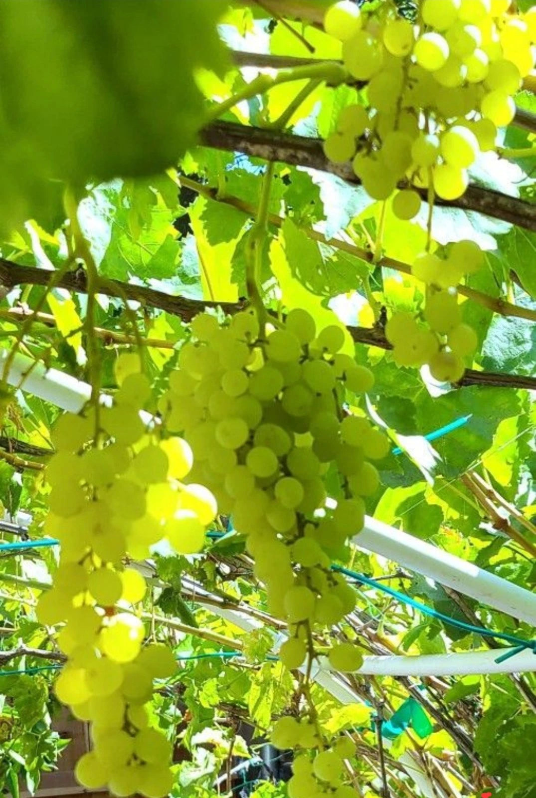Thompson Seedless Grape Plants - Rooted Vine Clippings - Table Grapes/Wine Making - Vitis vinifera