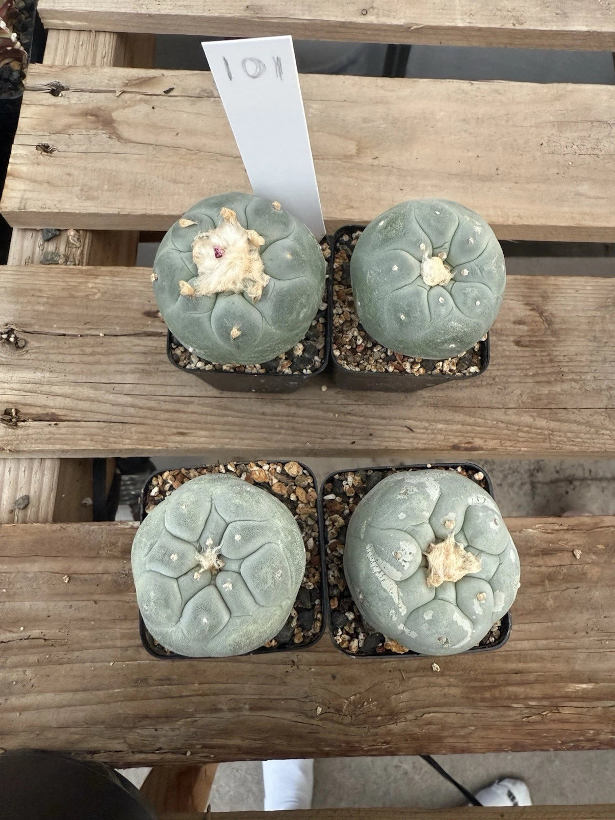 Astrophytum Aztekium Super White Cactus - Seed Grown, Beautiful White Variety, Bare Root, Unique Succulent for Collection