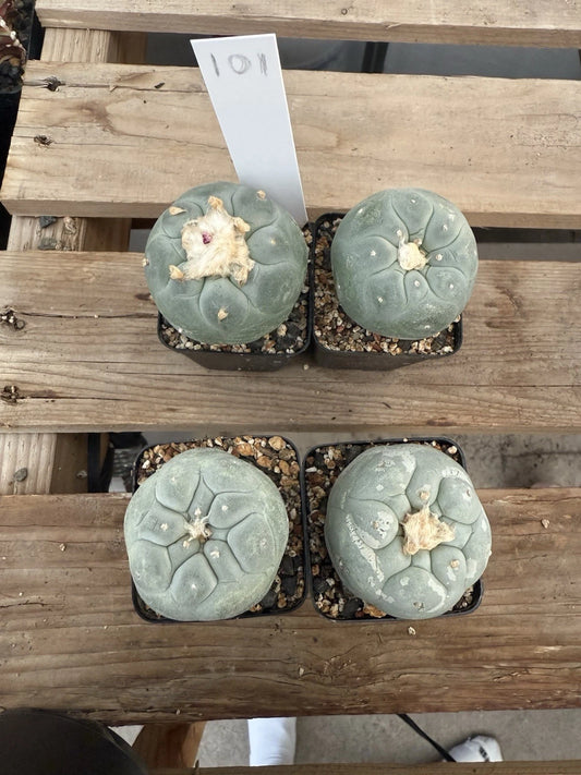 Astrophytum Aztekium Super White Cactus - Seed Grown, Beautiful White Variety, Bare Root, Unique Succulent for Collection