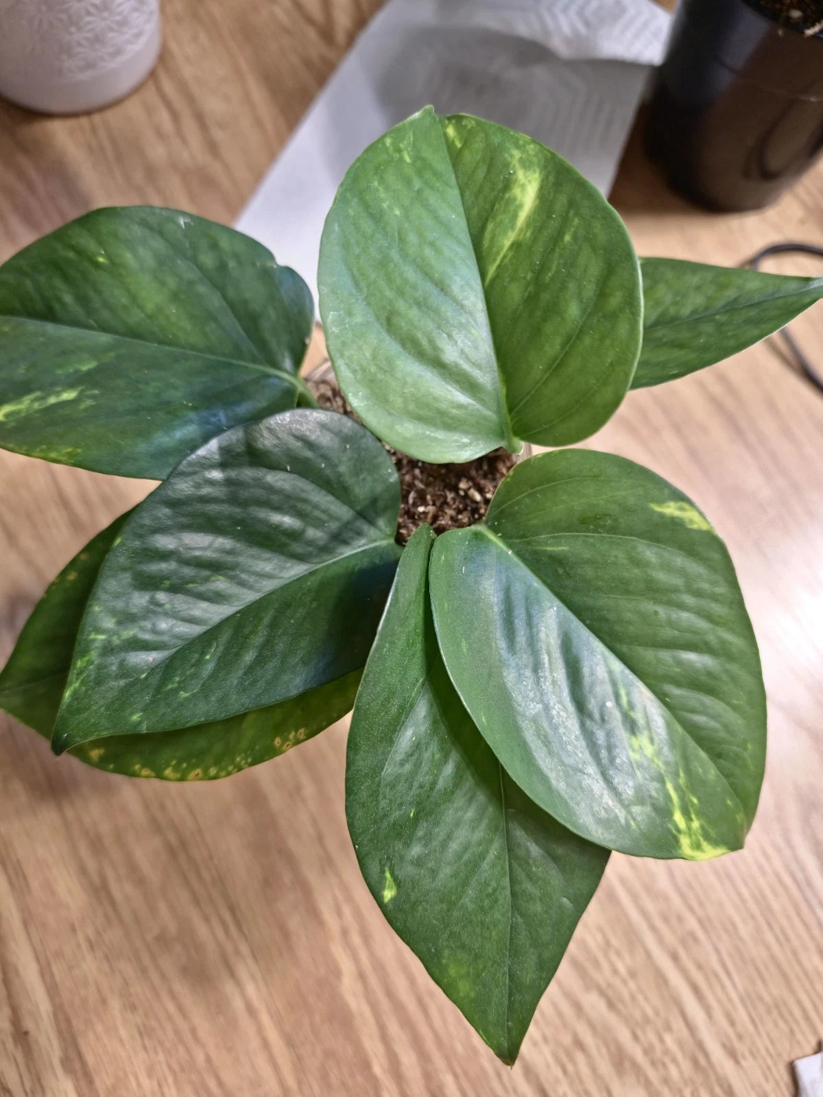 Green Vein Golden Pothos Cuttings - Easy to Propagate Indoor Outdoor Plant - Epipremnum aureum