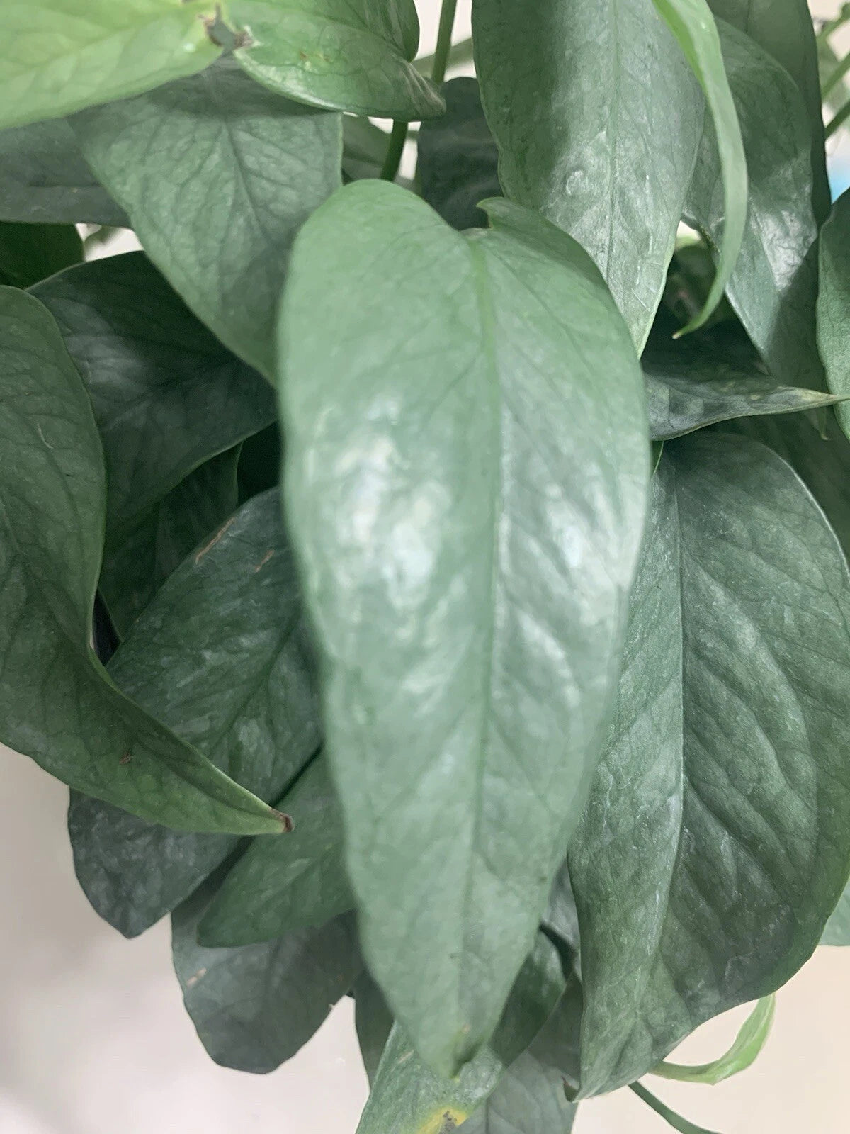 Cebu Blue Pothos Cutting - Rooted Plant with Blue-Toned Foliage - Epipremnum aureum