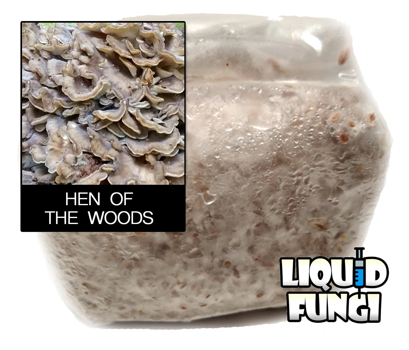 Hen of the Woods Mushroom Grain Spawn - 1 lb Organic Rye Berries - 100% Contamination-Free, Professional Grade, Ready-to-Use