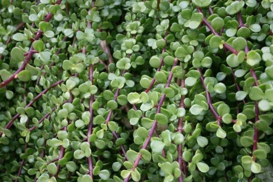 15 Dwarf Jade Bonsai Cuttings 7” Portulacaria afra Succulent - Ideal for Bonsai, Easy Care, Rooting Instructions Included