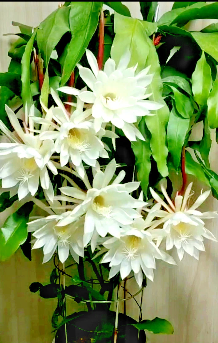 Night Blooming Cereus Cuttings 8"-10" Epiphyllum oxypetalum Cactus Orchid - Free Shipping