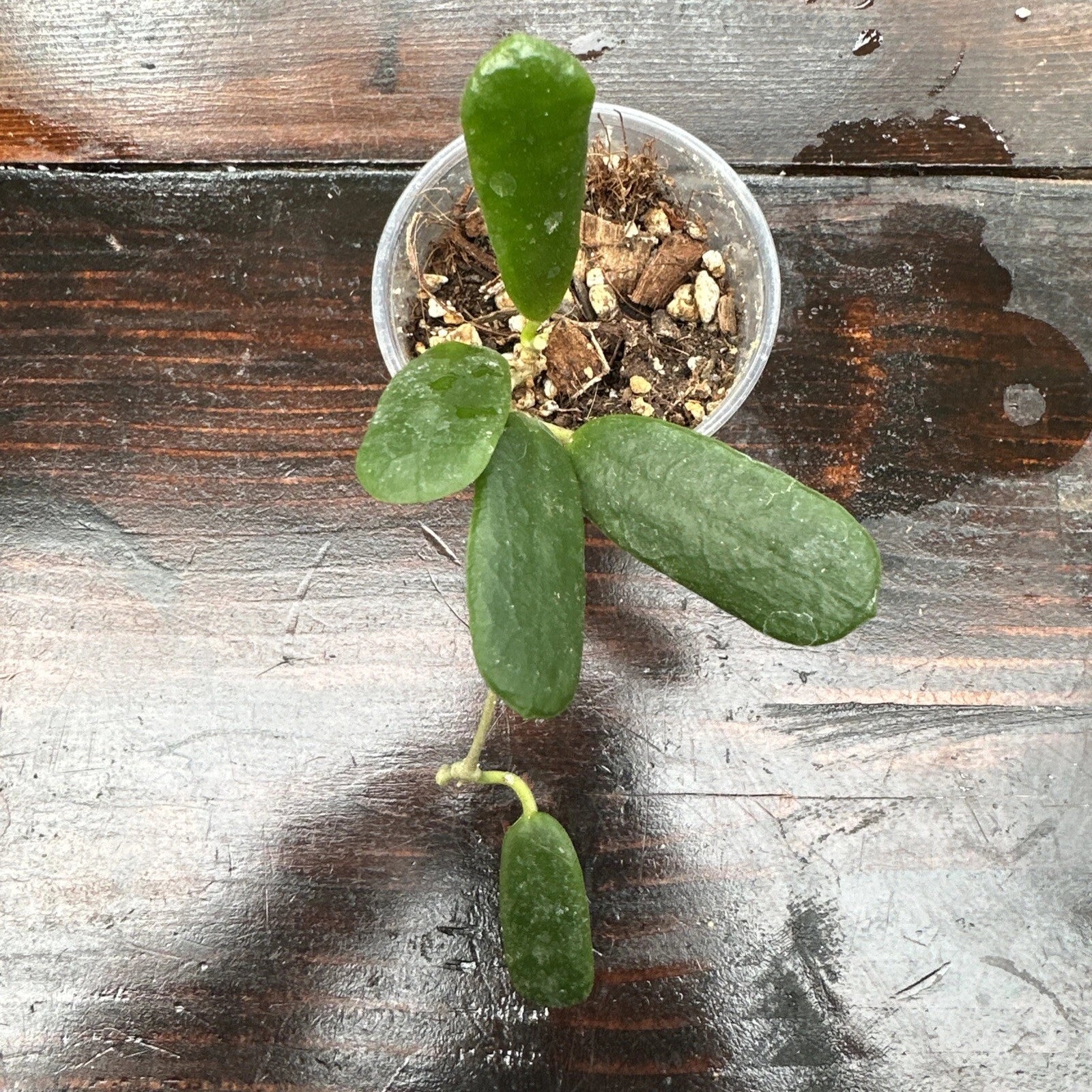 Rare Hoya Rotundiflora Plant - 2” Pot Rooted Cutting - Stiff Oblong Leaves - Hoya rotundiflora