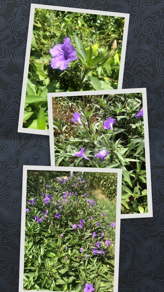 10 Live Bare Rooted Mexican Petunia Plants, Purple Flowering, Ruellia Simplex - Freshly Harvested for Easy Transplanting