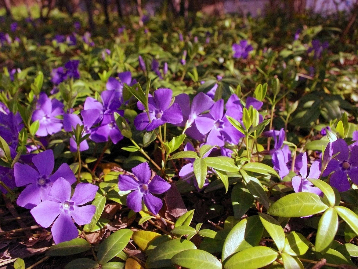 Live Vinca Minor Plant - Lesser Dwarf Periwinkle - Ground Cover - 2.5" Pot - Evergreen Trailing Plant - Blue Flowers