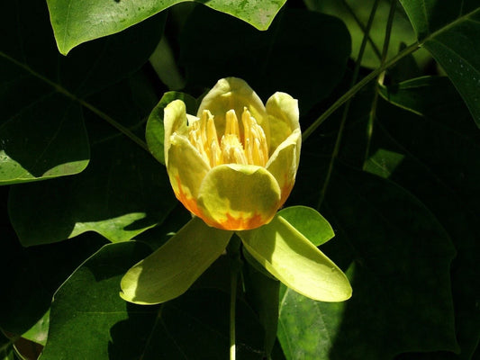 6+ Tulip Tree Cuttings, Tulip Popular Cuttings, Liriodendron tulipifera, Perfect for Garden Planting and Nurturing
