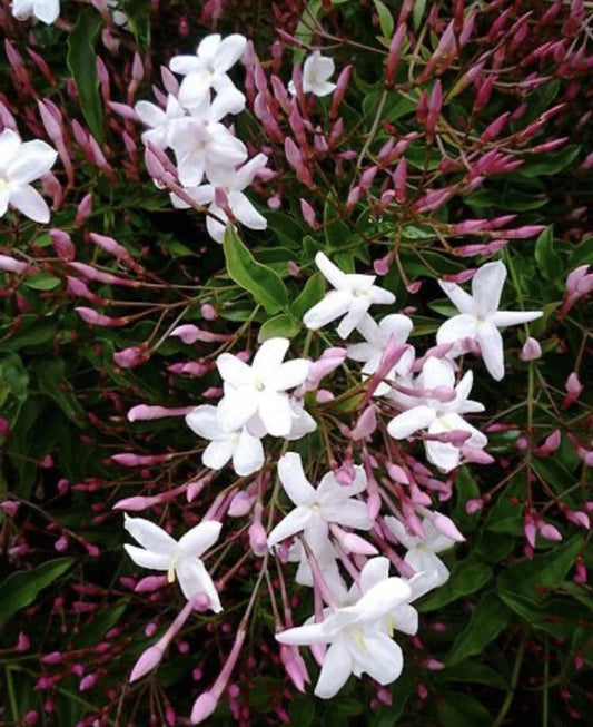 Star Jasmine Cuttings - 12 Unrooted Stem Cuttings - Fragrant White Flowers - Jasminum polyanthum - Ideal for Home or Garden