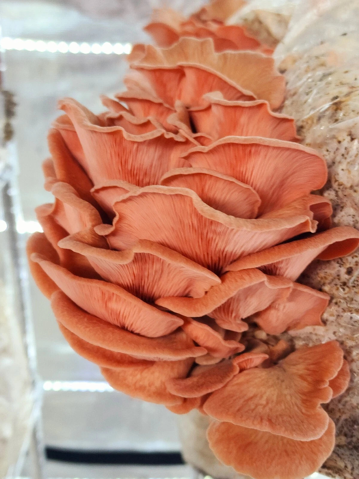 Sakura Pink Oyster Mushroom Liquid Culture Syringe 10-12ml - Heat Tolerant - Pleurotus djamor - MycoHouseFarms