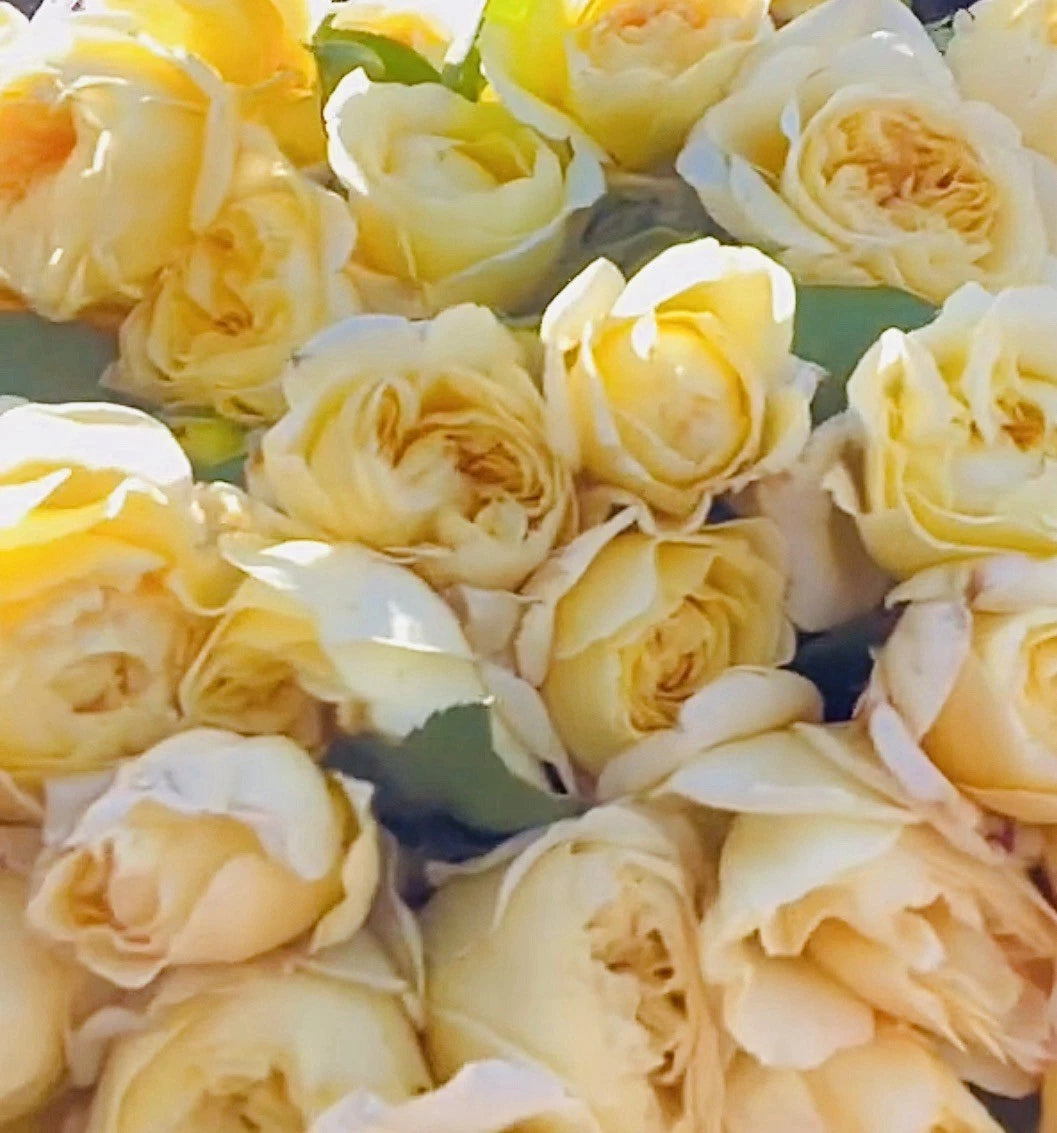 Moonlight Romantica Rose Cuttings - 3 Fresh Unrooted Cuttings, 6” Long - Ideal for Planting and Propagation