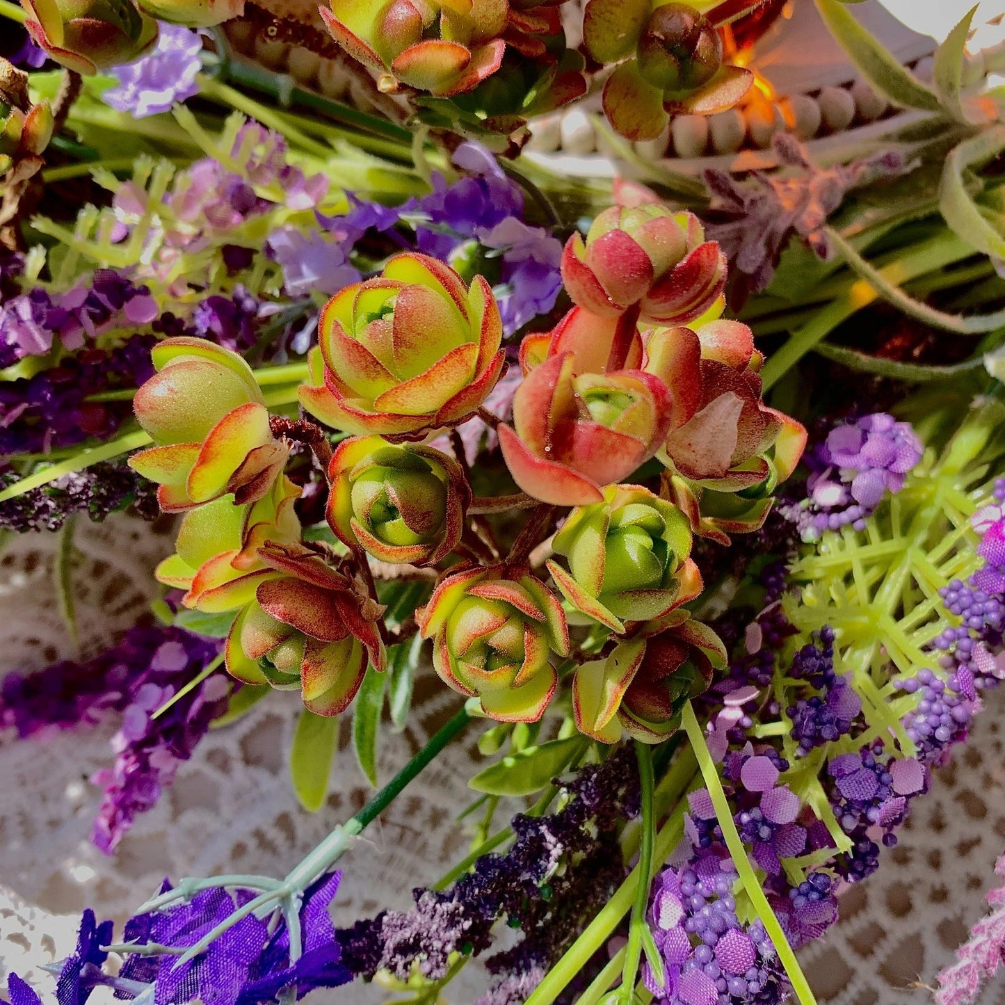 Live Succulent Plant Set | Aeonium Saundersii Pinheads | Bare Root | Unique Fuzzy Leaves | Wedding Favors | Rare Collectible