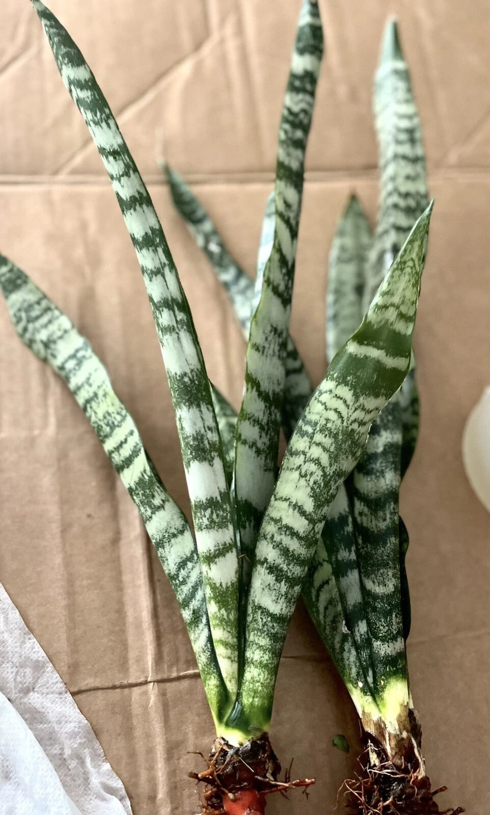 Snake Plant Cuttings - 2 Unrooted Fresh Cuttings - Mother-In-Law's Tongue - Sansevieria Live Plant for Air Purification