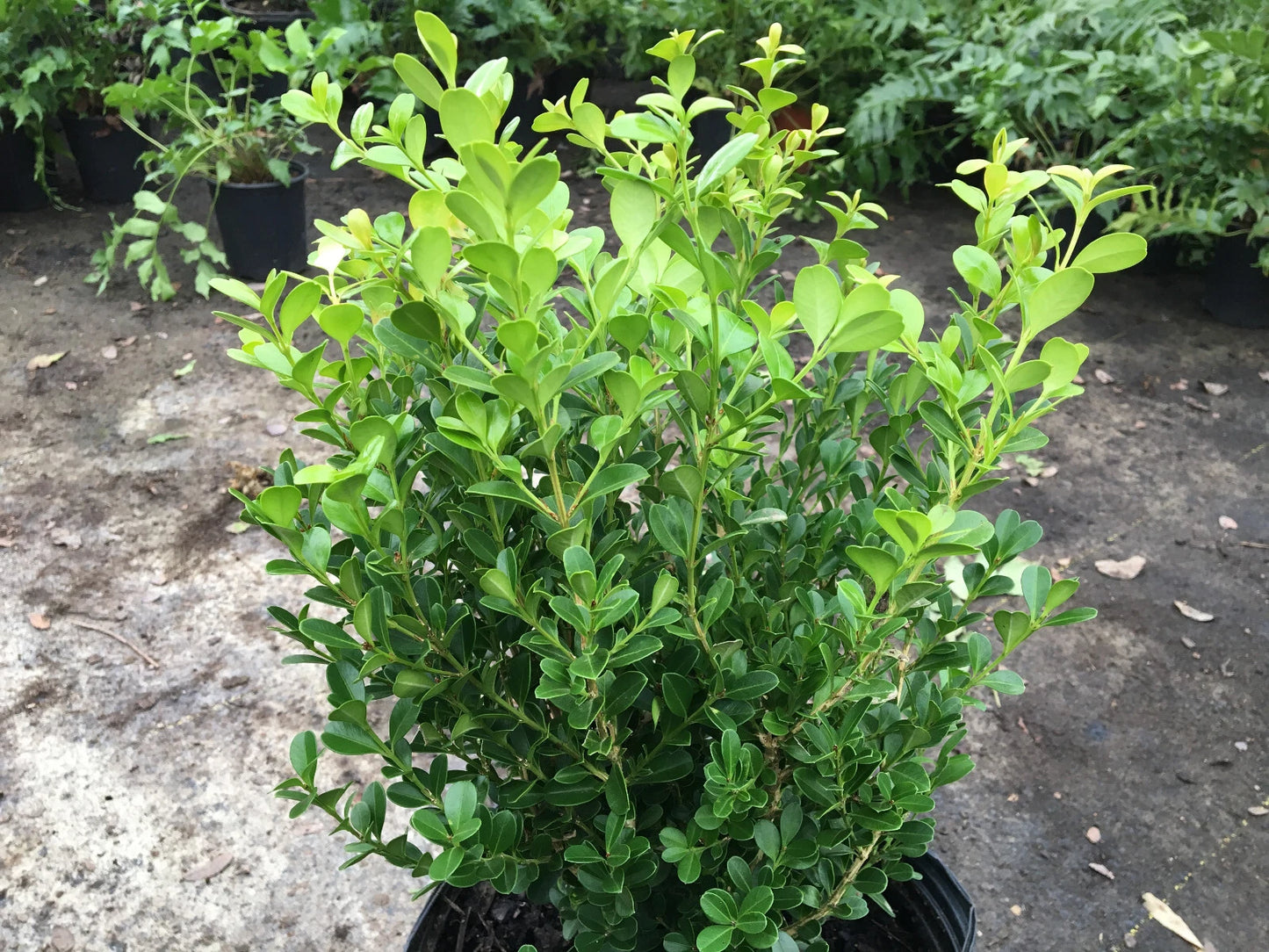 Japanese Boxwood Cuttings Set of 12 Unrooted 4-6 Inches (Buxus microphylla) - Ideal for Hedges and Landscape Design