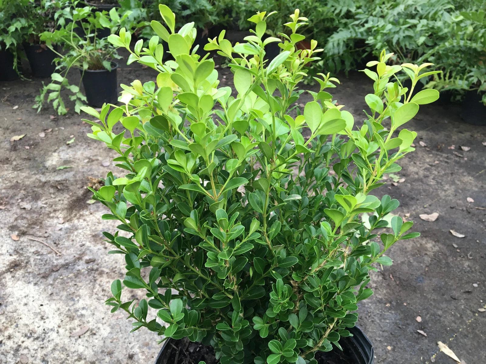 Japanese Boxwood Cuttings Set of 12 Unrooted 4-6 Inches (Buxus microphylla) - Ideal for Hedges and Landscape Design