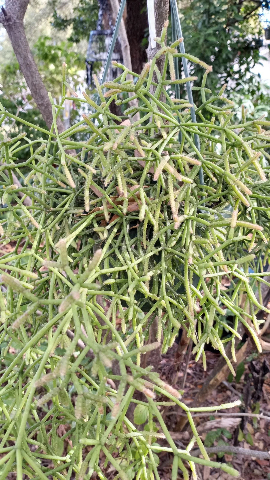 Rhipsalis teres prismatica Cuttings - 4 Branching 5-Inch Orchid Cactus - Rare Collector Plant