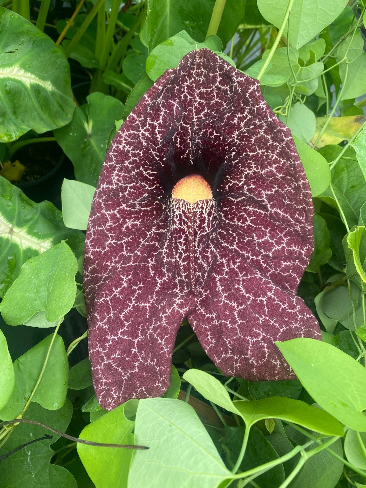 Rooted Plant 3" Pot Dutchman's Pipe Aristolochia littoralis Fast Growing Vine Heart-Shaped Leaves Large Flowers