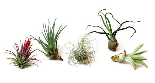 5 Pack Assorted Tillandsia Air Plants - Low Maintenance Live Plants - Vibrant Variety for Home Decor - Tillandsia Ionantha