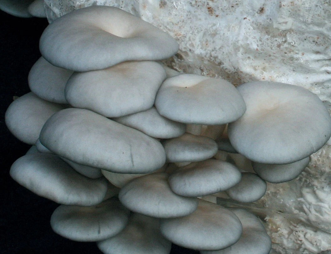 Grey Oyster Mushroom Liquid Culture Syringe 10-12ml (Pleurotus ostreatus) - Free Gift Included - MycoHouseFarms