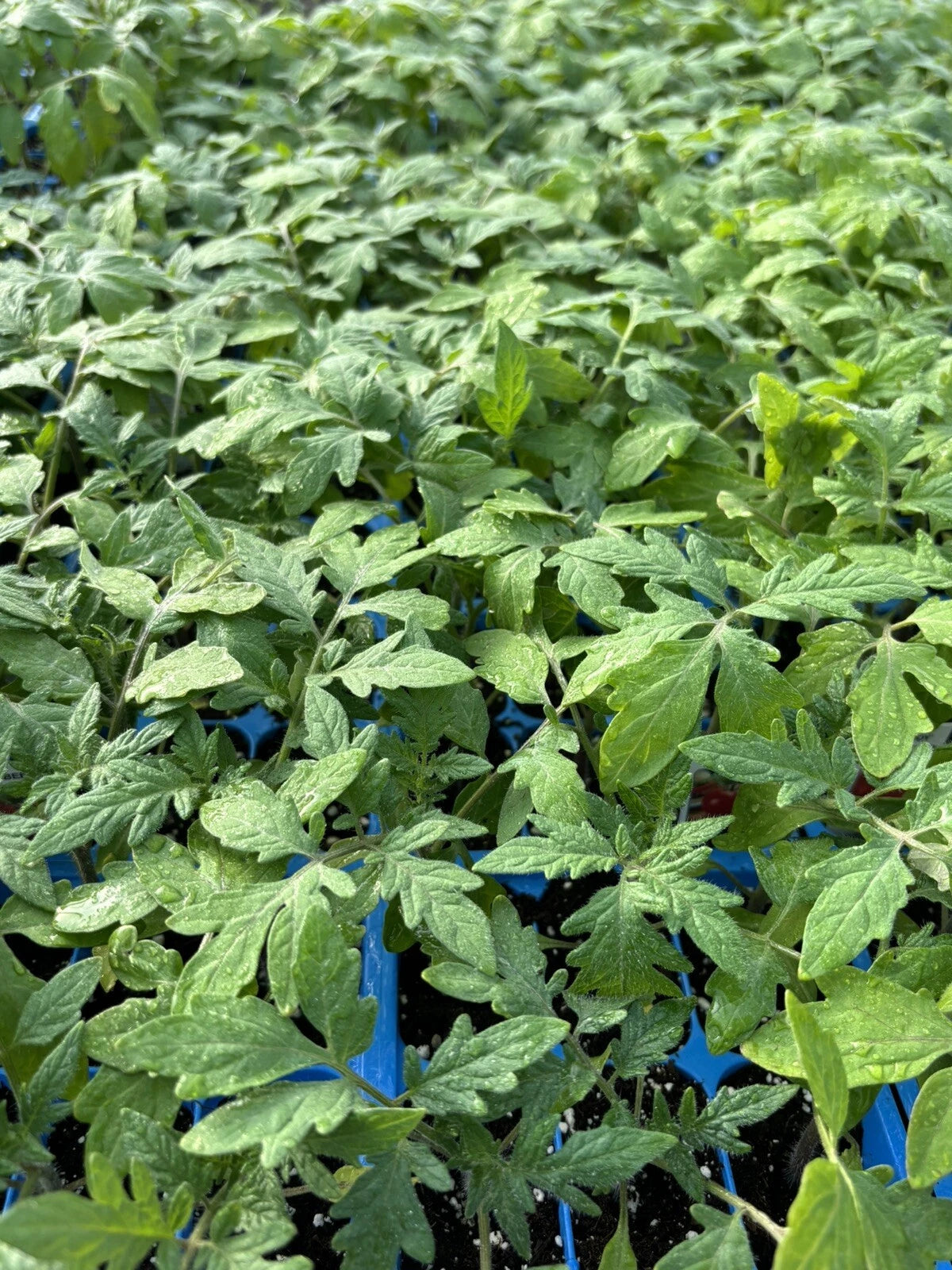 Lot of 2 Beefsteak Tomato Plants - Rare Variety, 60+ Days Old, Solid Root System, Lycopersicon esculentum