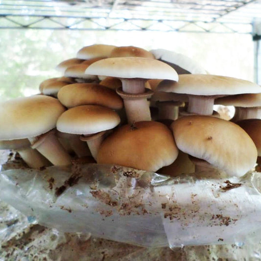 Black Poplar Mushroom Liquid Culture Syringe 10ml - Cyclocybe aegerita - Contaminate-Free High-Yield Fungi Culture