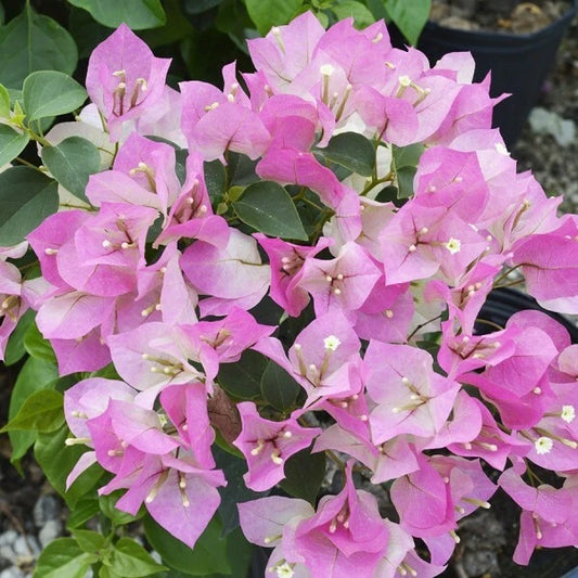 **Live Bougainvillea Starter Plant - Imperial Thai Delight - Well Rooted Tropical Bougainvillea (Bougainvillea spp.)**