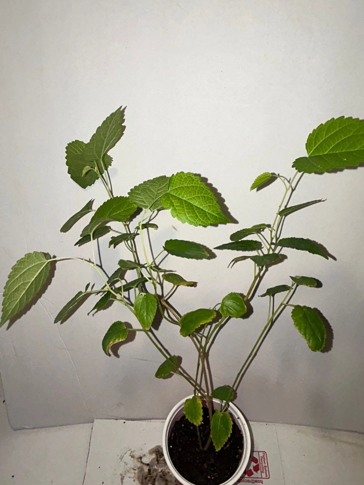 Rooted Illinois Everbearing Mulberry Plant 13" - Morris alba X rubra - Organic, Hardy, Fast-Growing, Sweet Fruits