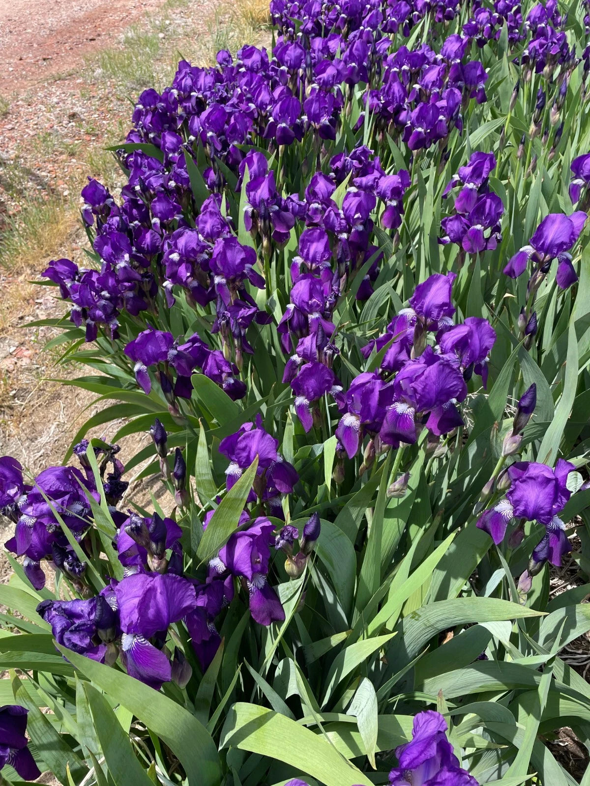 Iris Rhizomes Bare Roots - 10 Dark Purple Bearded Iris Rhizomes (Iris germanica) for Planting