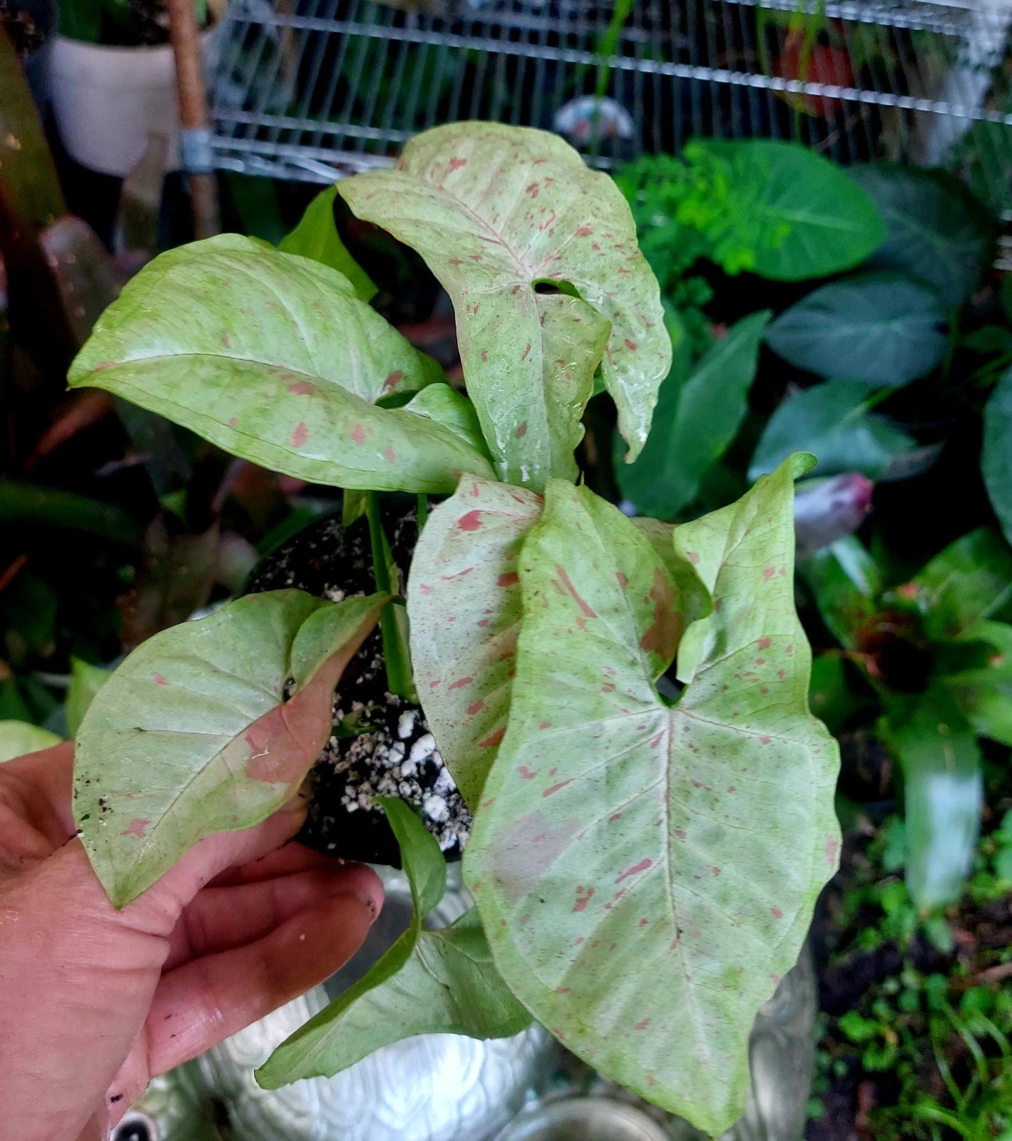 Confetti Syngonium Plant in 4” Pot | Syngonium Podophyllum | Colorful Indoor Houseplant for Easy Care and Fast Growth