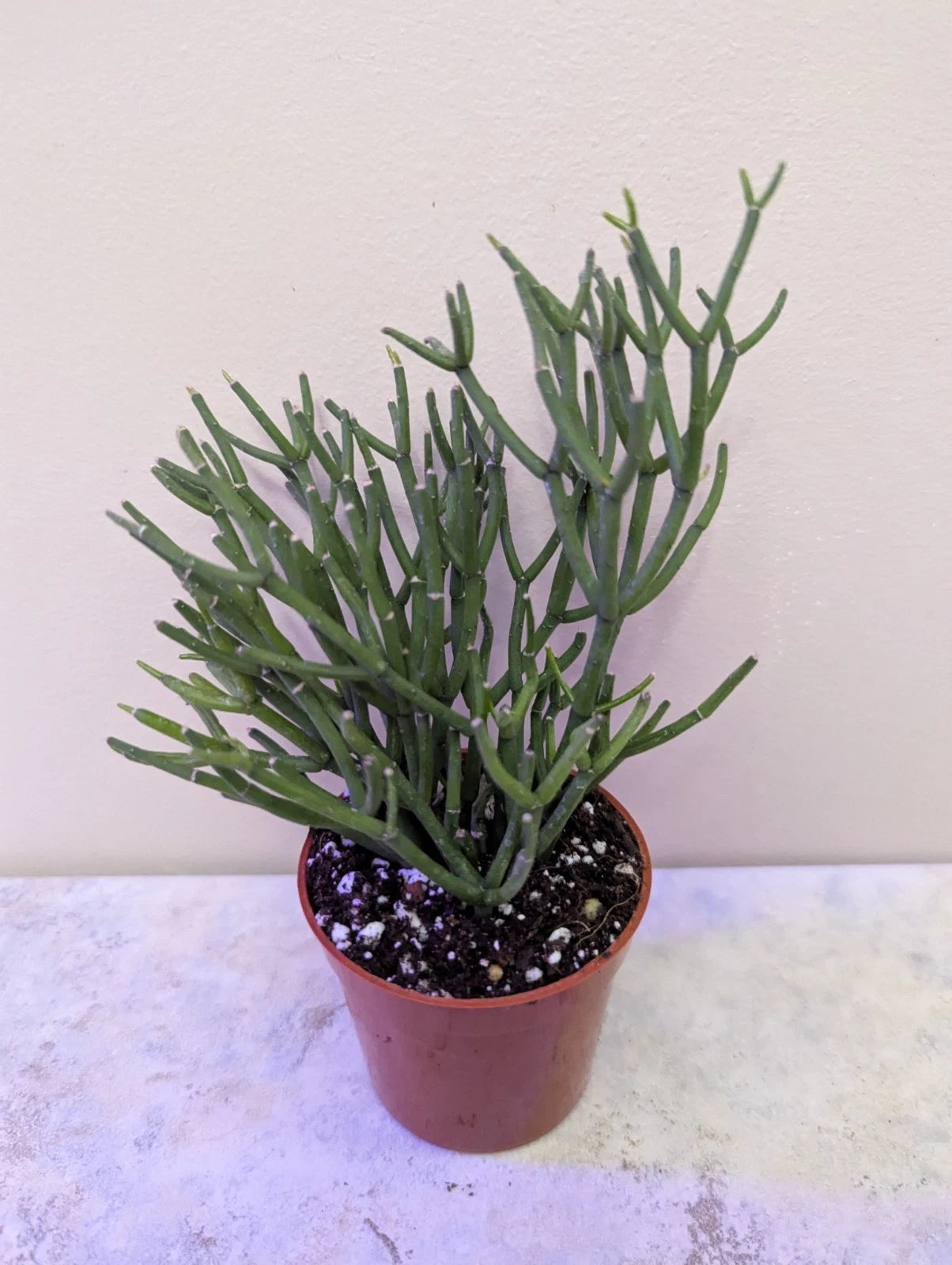Dancing Bones Cactus in 3 Inch Pot | Hatiora Salicornioides | Healthy Potted Plant with Multiple Stems | Perfect for Home Decor
