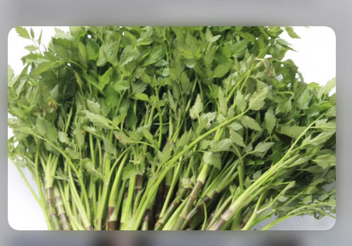 Water Dropwort Bare Roots - Minari Japanese Parsley - 10+ Edible Starter Plants - Water Celery (Oenanthe javanica)