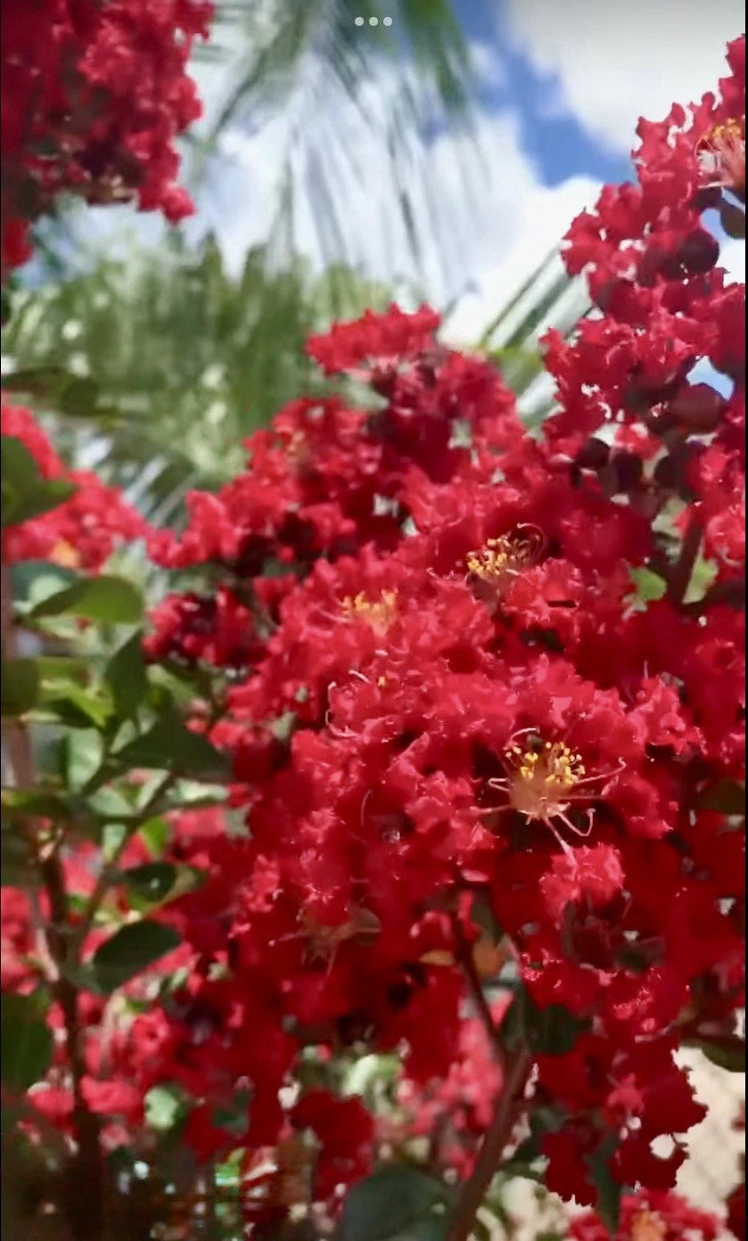 Crepe Myrtle Tree Cuttings - 10 Fast-Growing Red Flower Cuttings - Lagerstroemia indica 'Miss France' - Cold & Heat Resistant